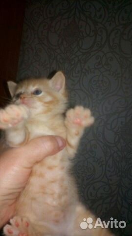 Котята