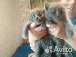 Шотландские котята страйт, голубые Шотландские котята страйт, голубые