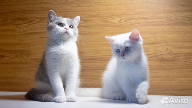 Клубные британцы Клубные британцы