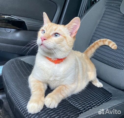 Спокойный плюшевый тайский котик в добрые руки Спокойный плюшевый тайский котик в добрые руки