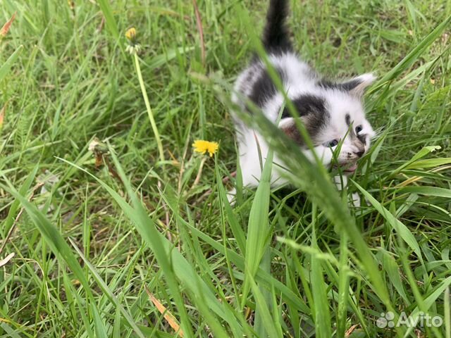 Котёнок в добрые руки