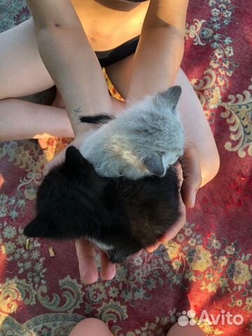 Котята