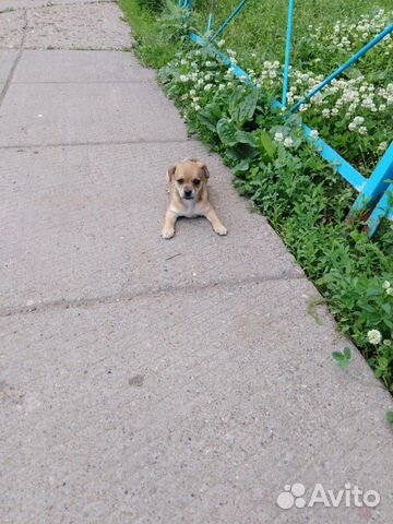 Собака