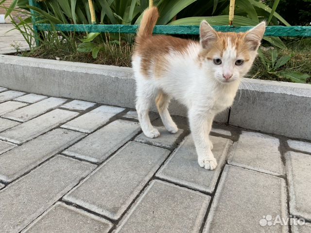 Котёнок 2-3 месяца