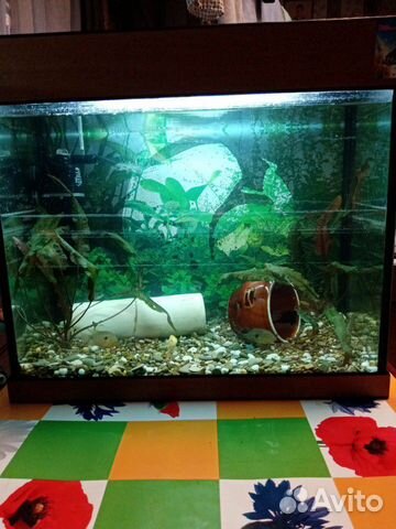 Аквариум 50л
