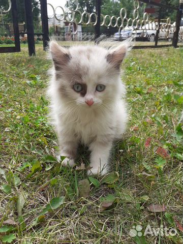 Котята 2 месяца