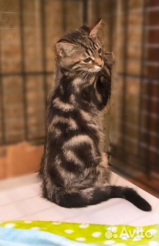 Котенок