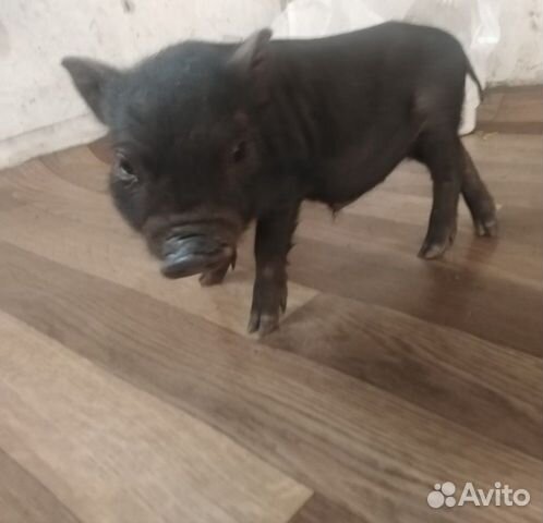 Мини пиг