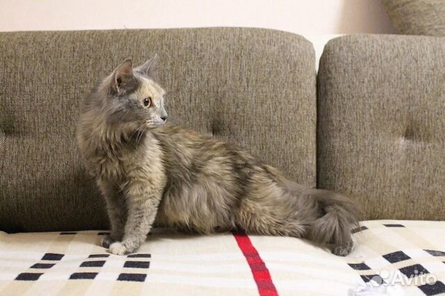 Кошка Кошка