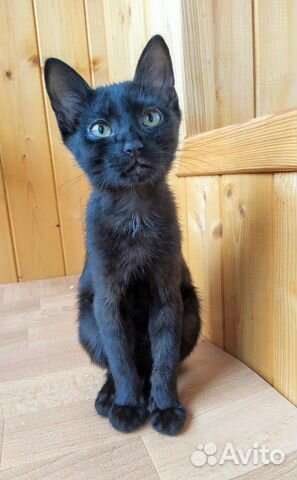 Котенок девочка Котенок девочка