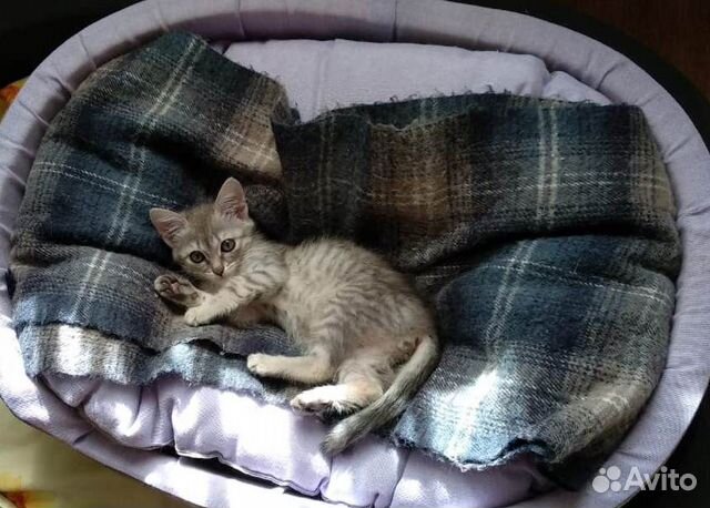 Котенок в добрые руки Котенок в добрые руки