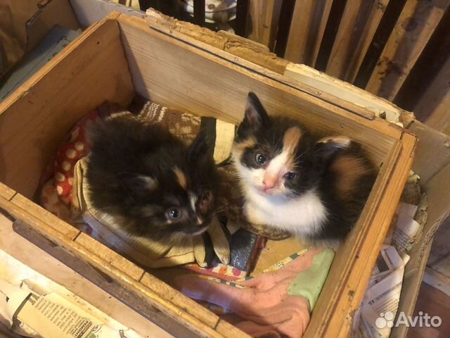 Котята в добрые руки Котята в добрые руки