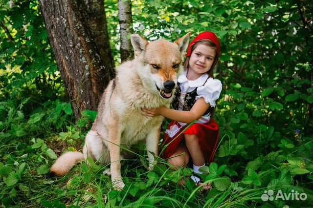 Свадебный семейный фотограф Свадебный семейный фотограф