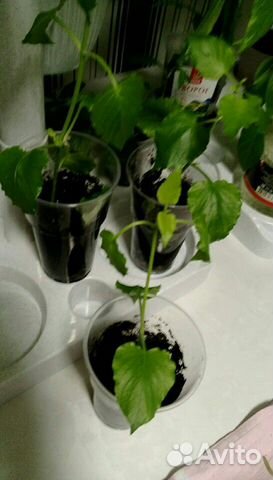 Азистазия Азистазия