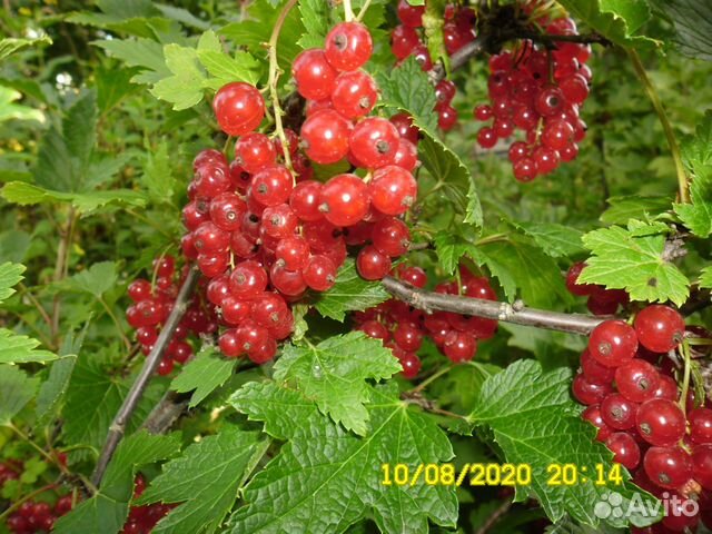 Яблоки, Красная смородина