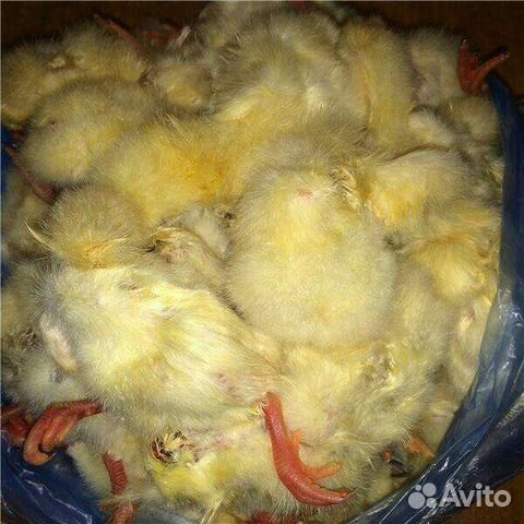 Суточные цыплята на корм животным