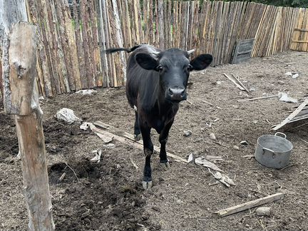Корова, телка 11 месяцев. Хурба - фотография № 2
