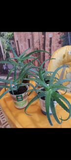 Алоэ столетник