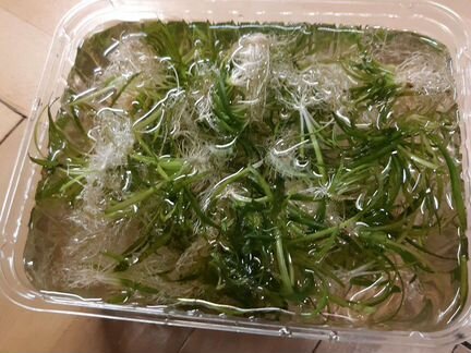 Эхинодорус Нежный (прополка)