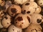 Перепела Техасцы, инкубационное яйцо объявление продам