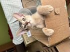 Яркие абиссинские котята объявление продам