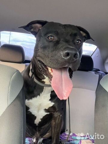 Питбуль вязка