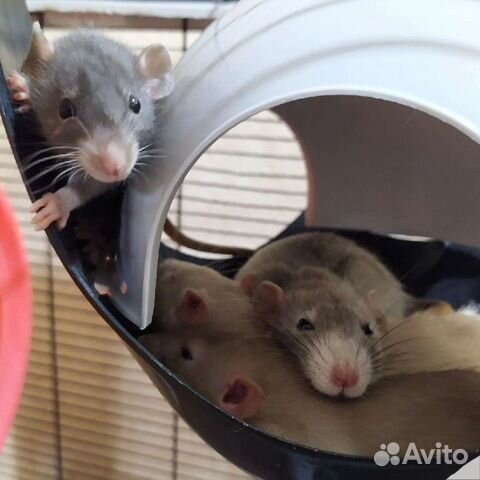 Передержка грызунов