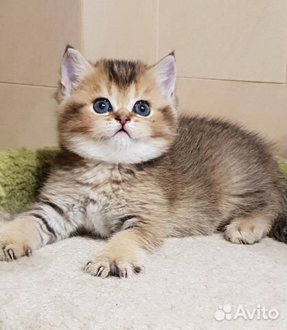 Британские золотая шиншилла котята купить в Воронеже | Животные и ...