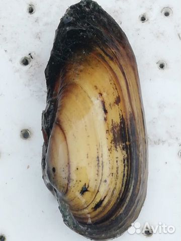 Биофильтр для очистки пруда