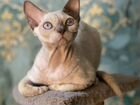 Девон-рекс лиловый котик
