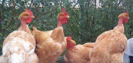 Яйцо цветного бройлера Голошейки(французской)