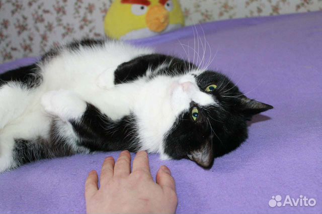 Кошечка Маруся- Марыся