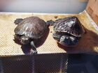 Продам двух красноухих черепах с аквариумов
