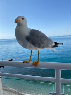 2-к. квартира, 52 м², 5/8 эт.