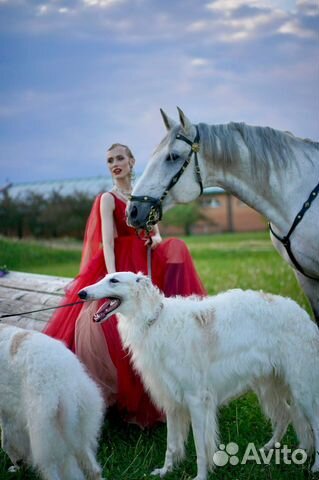 Аренда собак- Русских Псовых Борзых для фотосессии