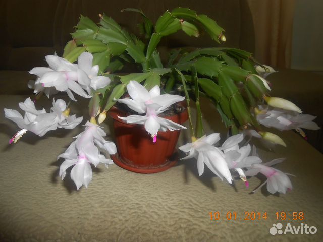 Шлюмбергера декабрист белый, розовый, жёлтый