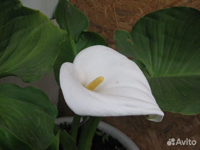 Калла вечнозеленая белая зандеския
