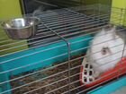 Карликовый кролик с клеткой бесплатно объявление продам