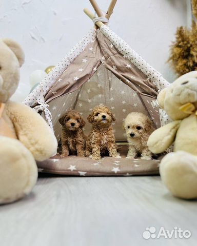 Мальтипу экстра мини девочки