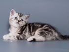 Шотландский мраморный кот