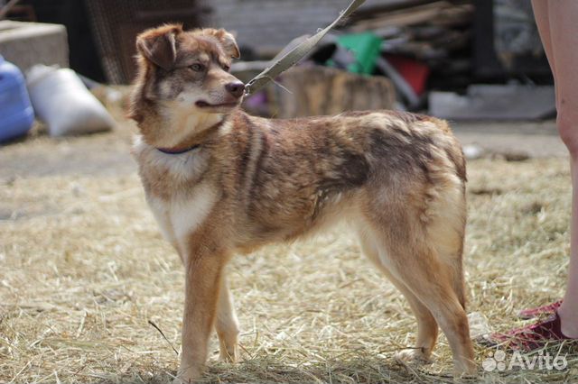 Декса в добрые руки