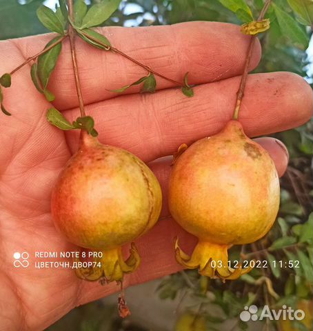 Комнатный гранат, карриса