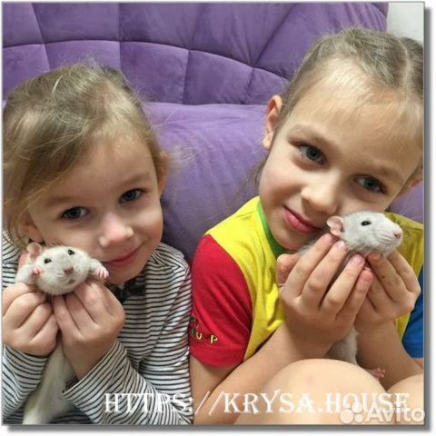 Крысы. Крысята Дамбо (сиамские крысята)