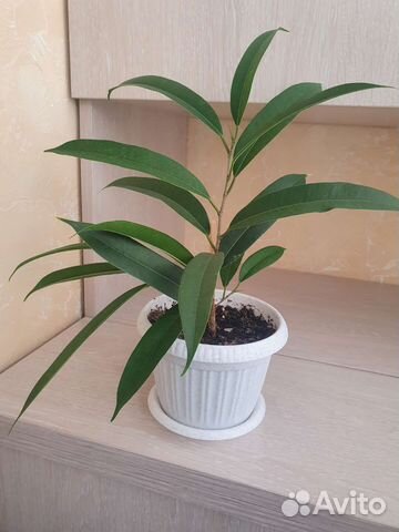 Фикус Али и Толстянка