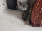 Британская кошка бесплатно объявление продам
