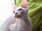 Кошечка-котенок сфинкс объявление продам