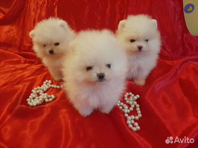 Шпицы померанцы мишки всех цветов