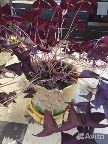 Кислица, ночная бабочка, мадам баттерфляй