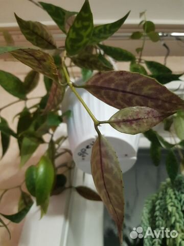 Эсхинантус мраморный