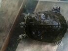 Красноухая черепаха, 5 лет., с аквариумом объявление продам